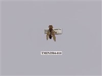 藏品(變側異腹胡蜂)的圖片